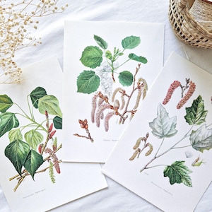 Conjunto de 3 láminas botánicas vintage de 1950, carteles de árboles antiguos, póster original, ilustración de árboles en flor, plantas, álamo.