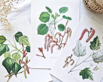 1950 Set of 3 vintage botanical prints, French antique print, Original authentic poster, Plant flower tree illustration, Rare gift, Wall art