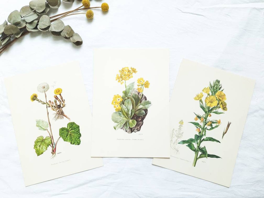 1950 Set of 3 Vintage Botanical Prints, French Antique Posters ...