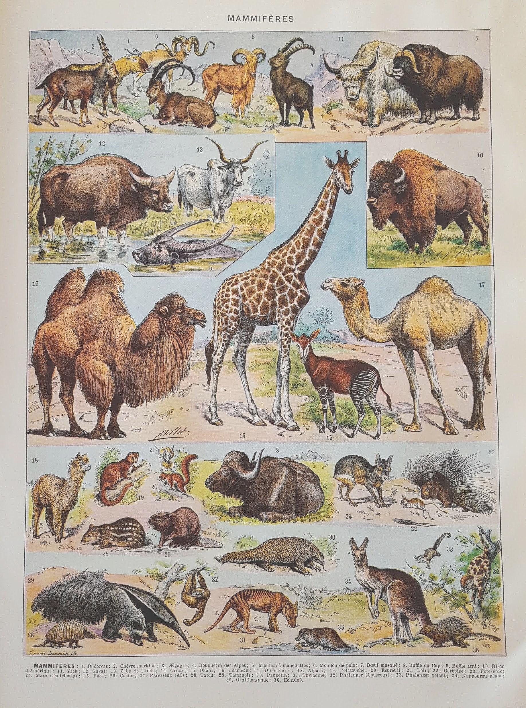 1930 Mammiferes 2 Affiche Vintage Originale Ancienne Antique Authentic Print Planche Illustrée Année