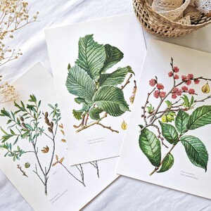 1950 Conjunto de 3 láminas botánicas Olmo, Carteles de árboles antiguos, Cartel vintage original, Ilustración de árboles en flor, plantas