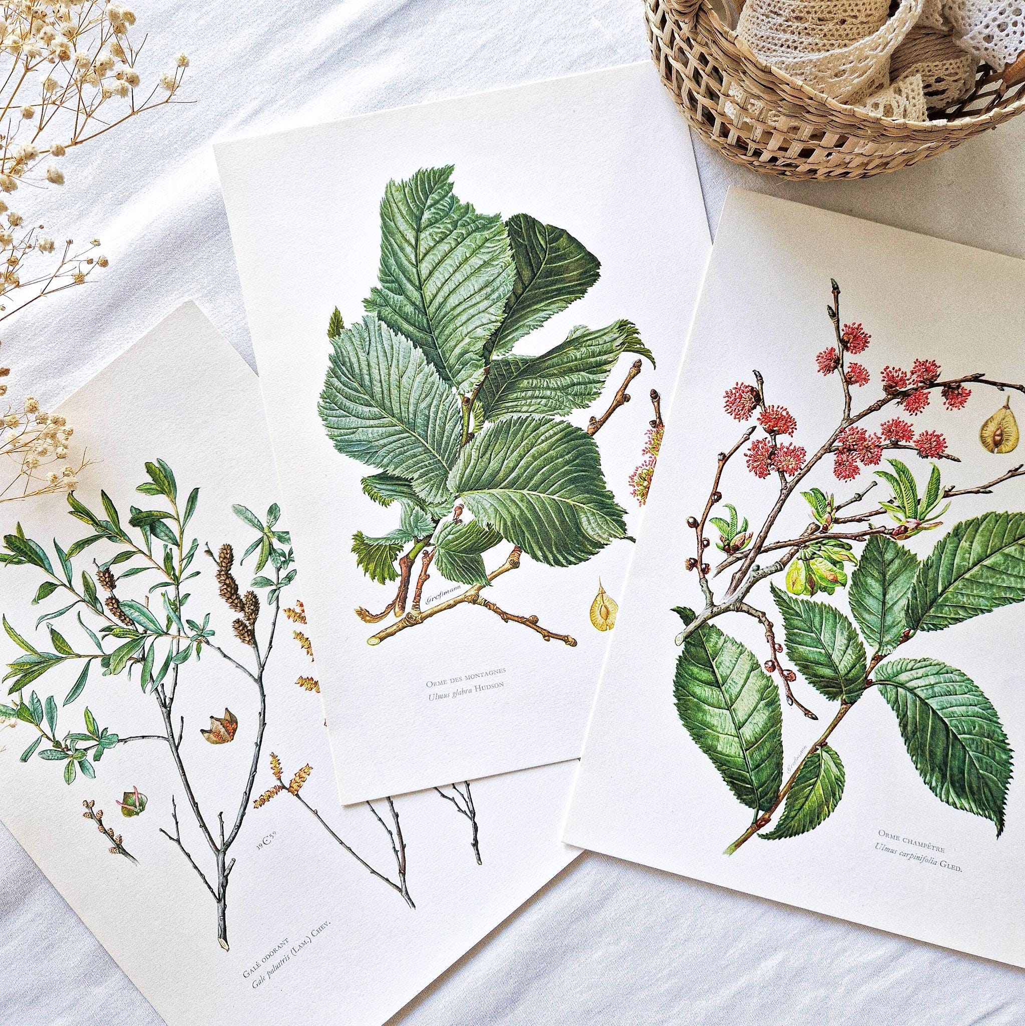 1950 Set of 3 vintage botanical prints, Elm tree antique print, Original authentic poster, Plant flower tree illustration, Wall art