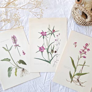 Juego de 3 láminas botánicas ilustradas vintage de 1950, póster floral antiguo, póster con ilustración floral original *ROSA OSCURO*