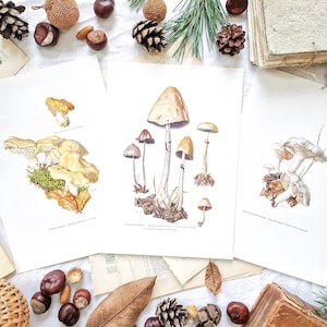 1960 FUNGHI, Set di 3 vecchi piatti botanici, poster vintage, poster originale, illustrazione, disegno di funghi, arredamento della cucina