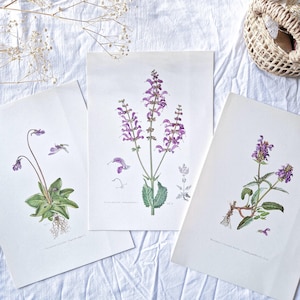 1950 Set of 3 vintage prints, Flower poster, Original flower prints, Vintage botanicals