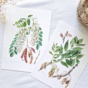 Conjunto de 2 láminas botánicas antiguas de 1950, carteles botánicos antiguos, ilustraciones de plantas antiguas, carteles de fresno