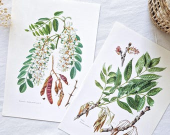 1950 Set of 2 vintage botanical prints, French antique print, Original authentic poster, Plant flower tree illustration, Vintage botanicals