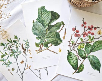 1950 Set of 3 vintage botanical prints, French antique print, Original authentic poster, Plant flower tree illustration, Rare gift, Wall art