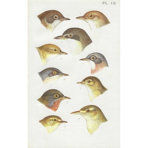 1890 Cartel de pájaro antiguo, Ilustración de pájaro antiguo, Grabado de ornitología, Reinitas