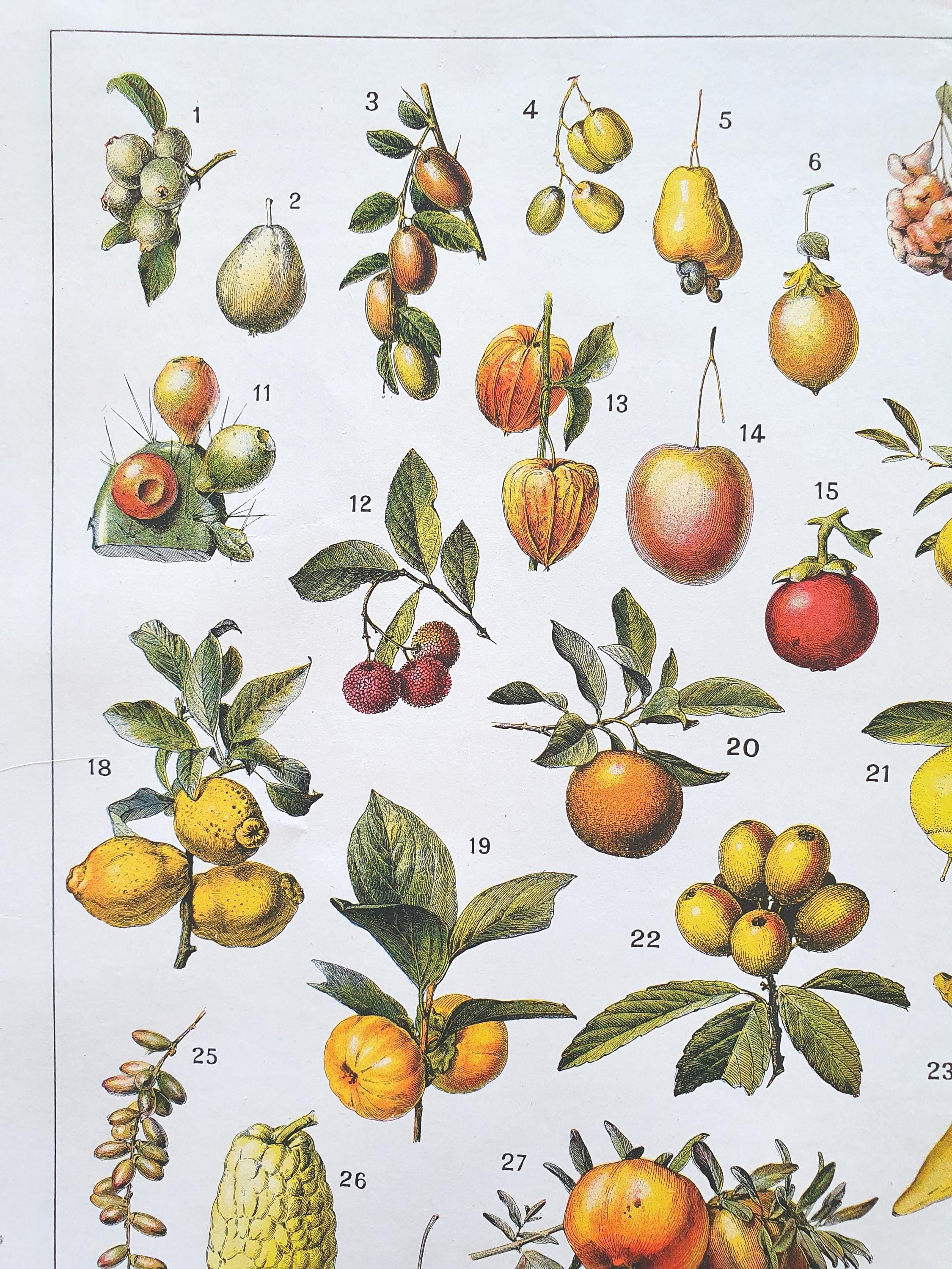 1920 Fruits Antique Print, Fruits Old Poster, Vintage Poster for the ...