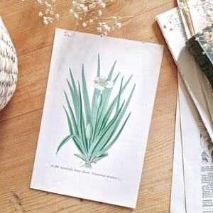 1891 Aloe Vera, Old botanical print, Old succulent plant illustration, Plant drawing, Old flower poster, Aloe vera engraving, Antique print