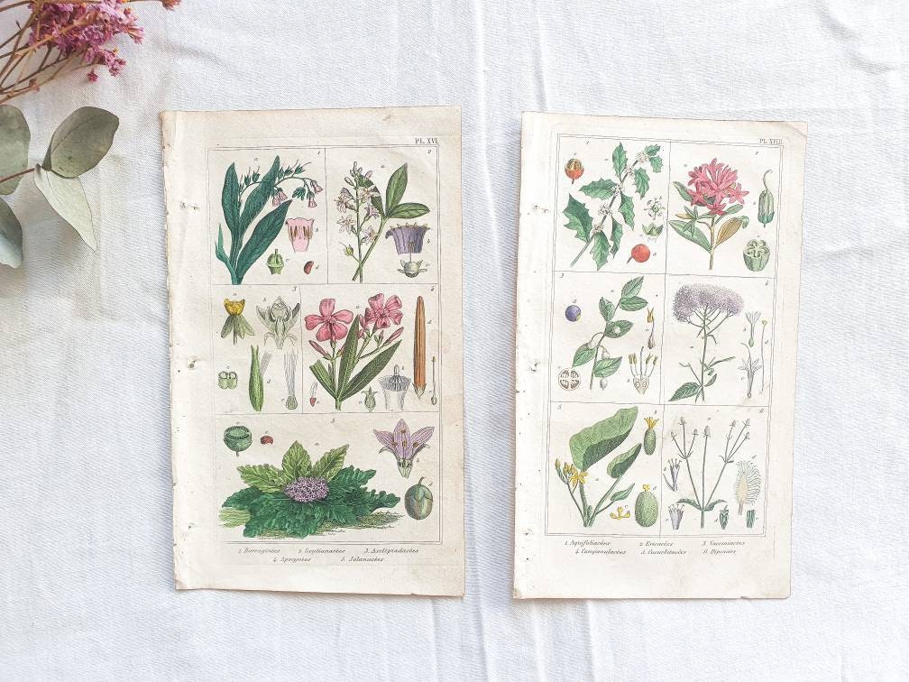 Lot de 2 Planches Botaniques Vintage, Illustration Fleurs Plantes, Affiche Antique, Poster Original 