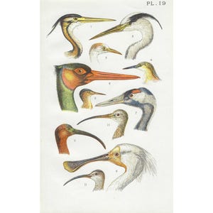 1890 Antiguo tablero de pájaros, garza, cigüeña, ibis, grulla, espátula, dibujos de pájaros antiguos, cartel de pájaros ilustrado vintage