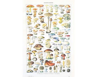 1949 MUSHROOMS Original vintage poster Antique authentic print Illustrated plate 1949 40s Mushrooms Mushrooms