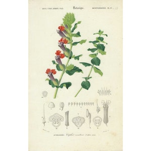 Impresión botánica antigua de 1849, póster vintage de plantas y flores, ilustración pintada a mano, regalo original excepcional, decoración única.