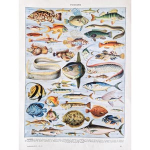 1930 Fish poster, Fish old poster, Fish drawings, Seaside poster, Fish old illustrations, Fishing poster