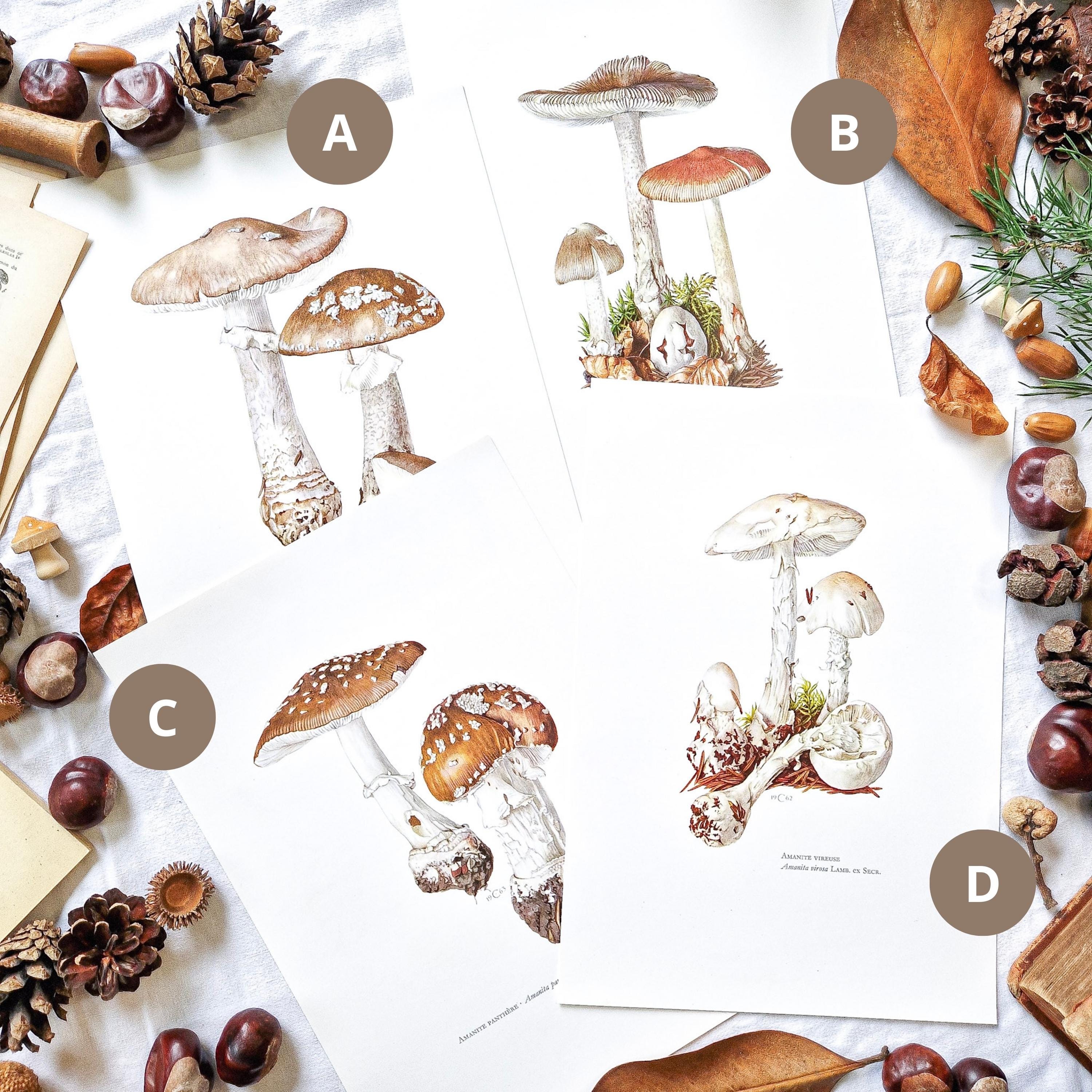 Amanita citrina *var. *alba* (Pers.) Quél. \u0026 Bataille, *Flore monographique  des Amanites et des Lépiotes*: 36 (1902), image size:3000x3000