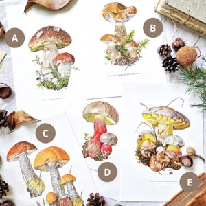 1960 BOLET MUSHROOM, Plato botánico antiguo, Cartel vintage, Cartel original, Ilustración de setas, Dibujo, Decoración de cocina