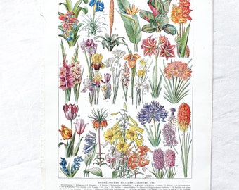 1920 Floral board &quot;BROMELIACEES, LILIACEES&quot; Old vintage poster Illustrated botanical board Flower Antique authentic print Flower