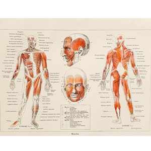 Vintage poster uit 1912, wetenschappelijke anatomie, illustratie van het menselijk lichaam, antieke plaat, medicijnposter Frankrijk, *Spieren*