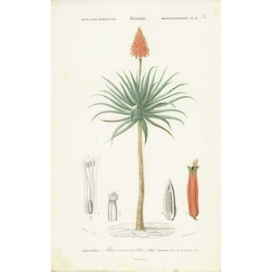 1849 Gravure ancienne botanique, Affiche vintage antique plante fleur, Illustration peinte à la main, Cadeau original rare, Déco unique