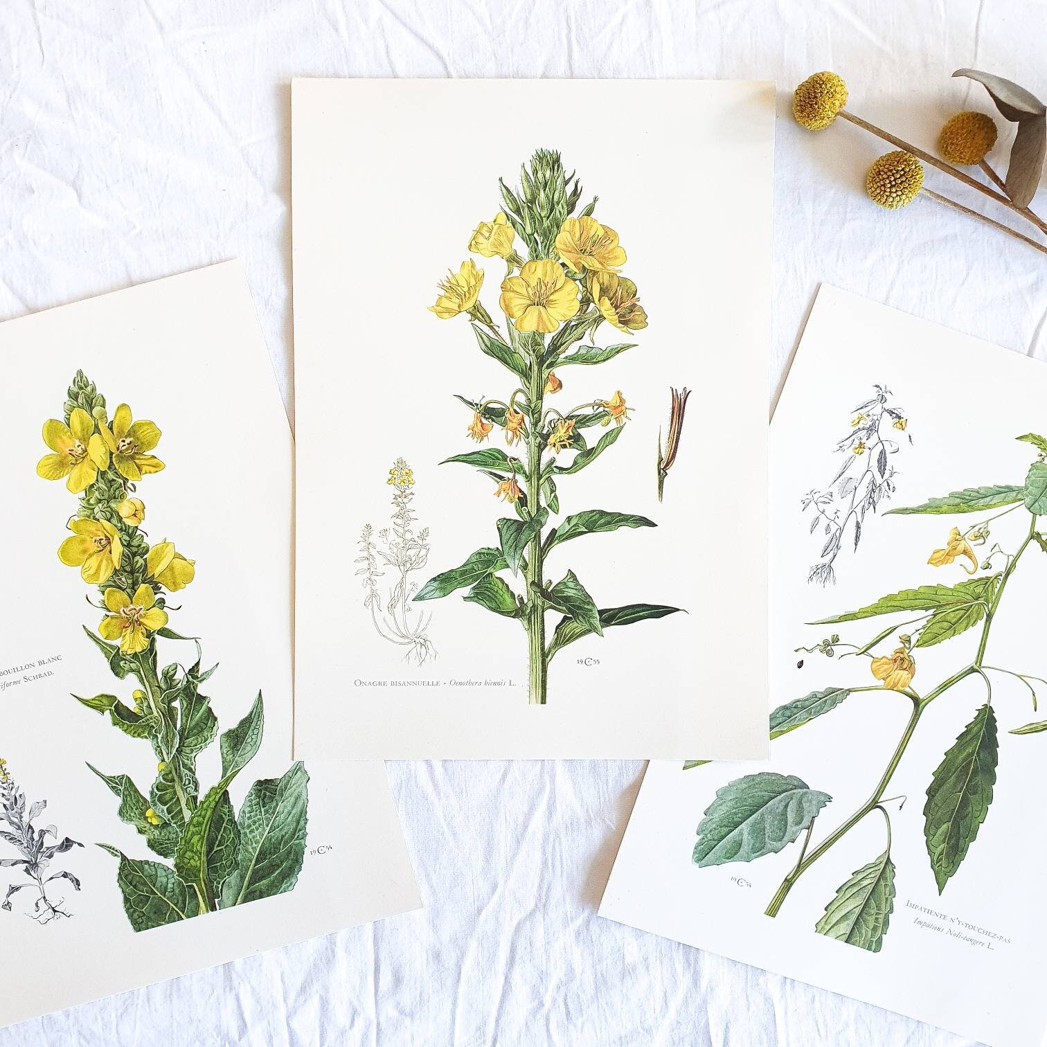 1950 Lot de 3 Planches Botaniques Vintage Illustrées, Affiche Florale Ancienne, Poster Illustration 