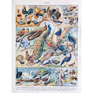 1930 Poster di uccelli, vecchio poster di uccelli, tavola vintage, vecchio poster originale, poster illustrato, pavone, polli, tacchino, fattoria