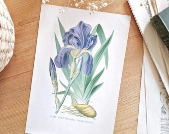 Vintage botanical print, Antique flower print, Iris poster, Old Iris illustration, Old blue flower drawing, Botanical illustration, 1891