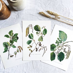 1950 Set of 3 botanical tree prints, Old vintage poster, Tree poster, Original poster, Aune