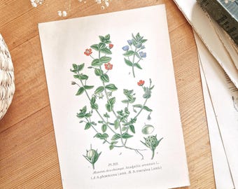 1891 Illustration botanique ancienne, Planche botanique vintage, Affiche ancienne fleur, Dessin ancien fleur rouge, Décoration murale fleurs
