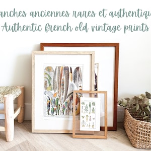 以下が含まれることがあります： 白い背景のフレームに入ったヴィンテージプリントが2枚、茶色の背景のフレームに入ったヴィンテージプリントが1枚、合計3枚のヴィンテージプリント。プリントには、羽根と植物のイラストが描かれている。画像の上部には、「Planches anciennes rares et authentiques Authentic French old vintage prints」というテキストが書かれている。