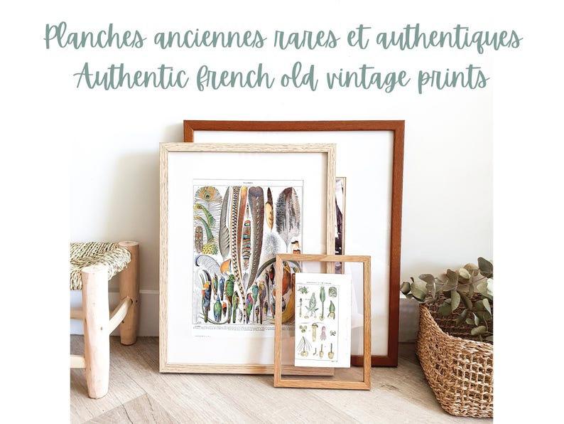 以下が含まれることがあります： 白い背景のフレームに入ったヴィンテージプリントが2枚、茶色の背景のフレームに入ったヴィンテージプリントが1枚、合計3枚のヴィンテージプリント。プリントには、羽根と植物のイラストが描かれている。画像の上部には、「Planches anciennes rares et authentiques Authentic French old vintage prints」というテキストが書かれている。