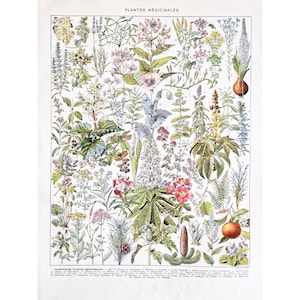1930 PLANTAS MEDICINALES 2 Antiguo cartel de plantas vintage, Ilustración botánica de la naturaleza, Placa antigua, Cartel original Francia, Impresión