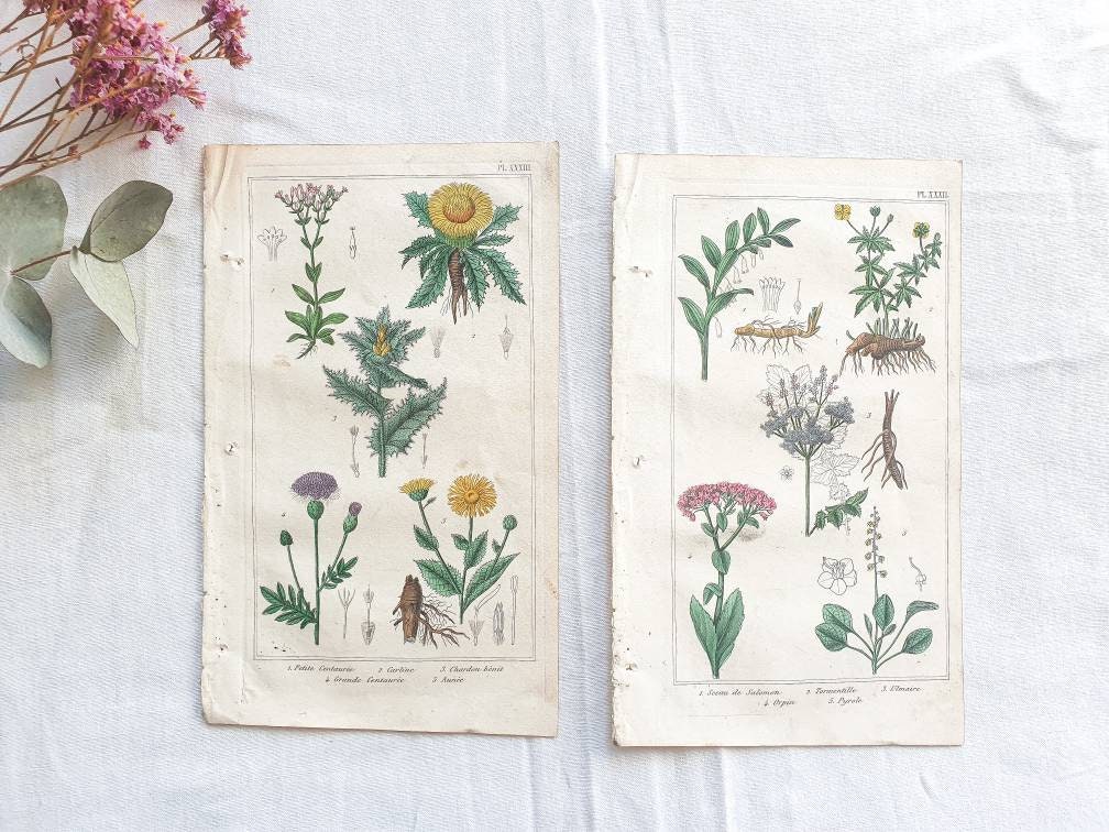 Lot de 2 Planches Botaniques Vintage, Illustration Fleurs Plantes, Affiche Antique, Poster Original 