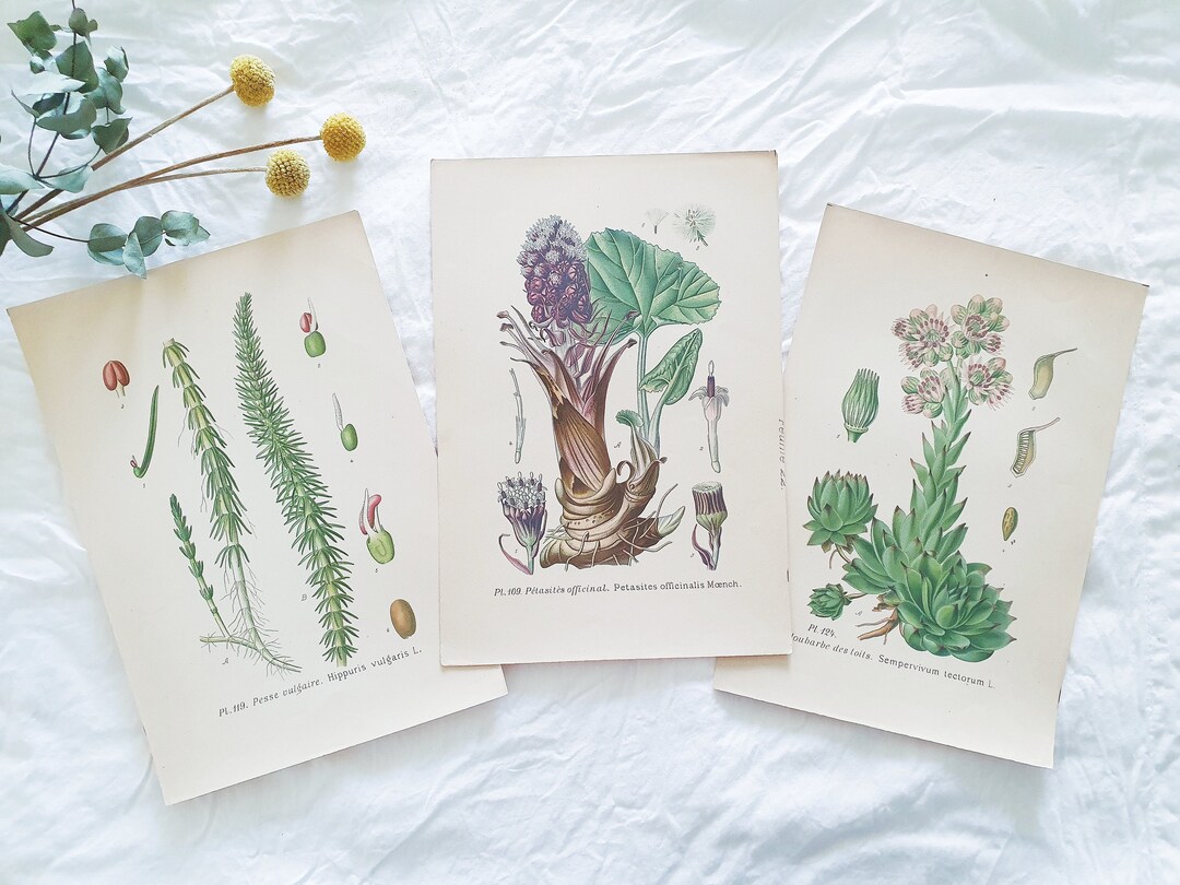 1891 Set of 3 Old Vintage Botanical Prints, French Antique Posters ...