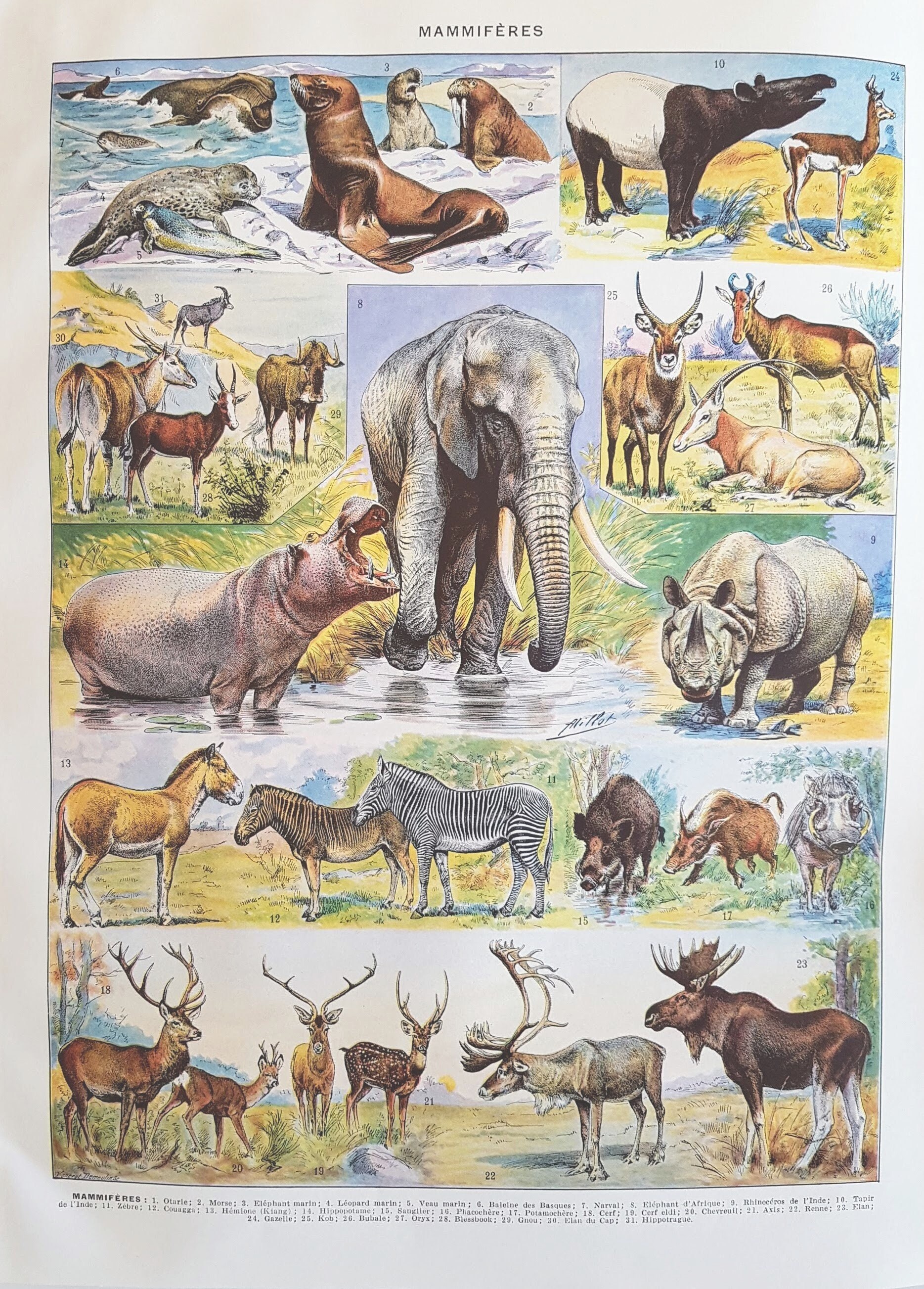 1930 Mammiferes 1 Affiche Vintage Originale Ancienne Antique Authentic Print Planche Illustrée Année
