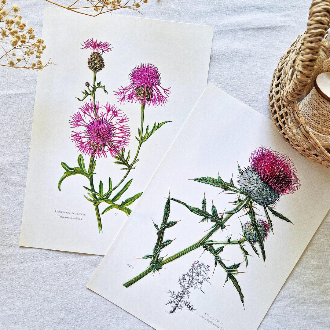 1950 Vintage Botanical Prints, Flower Old Posters, French Antique ...