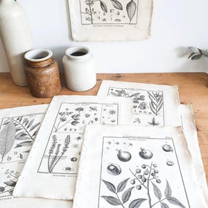 以下が含まれることがあります： 植物と花を白黒で描いた、アンティークな植物図版が5枚。図版は木製の台の上に置かれ、陶器の壺が2つある。