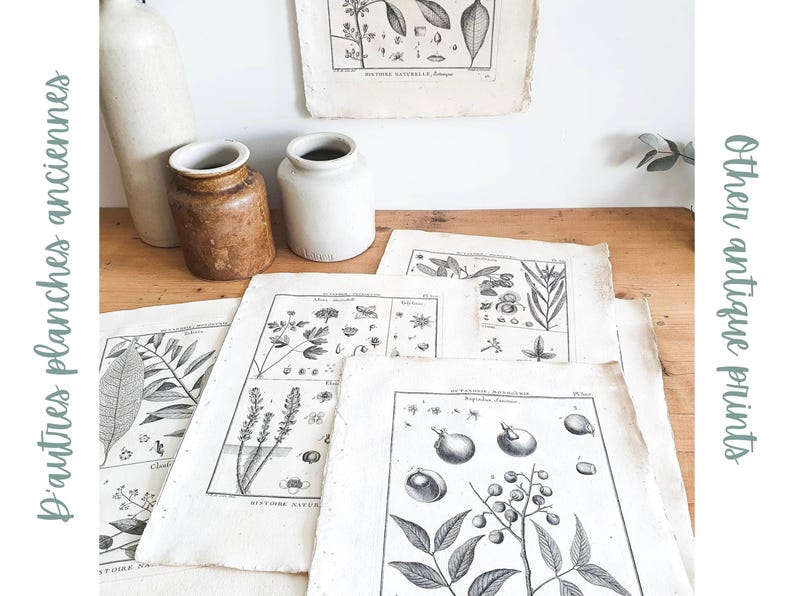 以下が含まれることがあります： 植物と花を白黒で描いた、アンティークな植物図版が5枚。図版は木製の台の上に置かれ、陶器の壺が2つある。