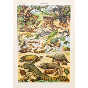 Poster RETTILI del 1920 | Vecchio poster vintage | Tavola con illustrazione del coccodrillo | Antico poster francese originale | Decorazione della parete del soggiorno