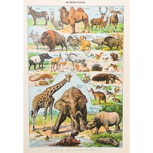 1920 Póster animales de la sabana MAMÍFEROS 1 | Cartel antiguo de época | Tablero de ilustración de animales | Cartel francés original antiguo.