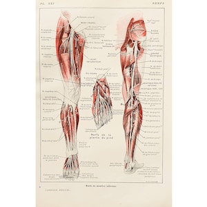 1912 Vintage poster, old science anatomy, human body illustration, antique plate, medicine poster France, *Leg nerves*
