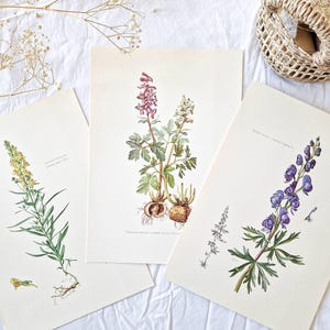 1950 Set of 3 vintage botanical prints, French antique posters, Original authentic print, Plant flower illustration, Rare gift, Old wall art