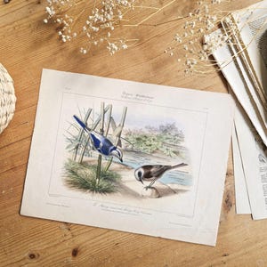 Poster di Chickadee del 1836, poster di vecchi uccelli, piatto vintage originale, vecchia illustrazione colorata a mano, incisione di Chickadee