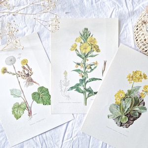 1950 Set of 3 vintage botanical prints, French antique posters, Original authentic print, Plant flower illustration, Rare gift, Old wall art