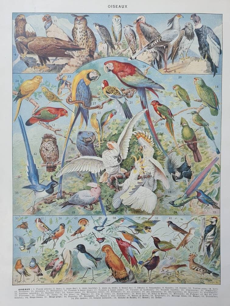 1930 Oiseaux 1 Perroquets Affiche Vintage Originale Ancienne Antique Authentic Print Planche Illustr