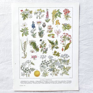 1920 PLANTES VENENEUSES Affiche vintage ancienne fleurs plantes, Illustration botanique nature, Planche antique, Poster original France