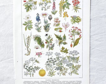 1920 POISONOUS PLANTS Vintage poster, flowers, plants, botanical nature illustration, antique plate, original poster France
