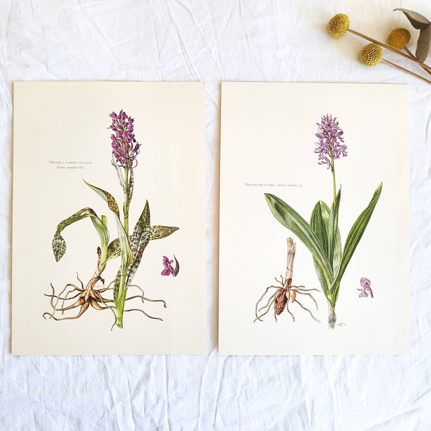 1950 Lot de 2 Planches Botaniques Vintage Illustrées, Affiche Florale Ancienne, Poster Illustration 