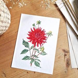 1964 Dahlie, Botanische Illustration, Vintage-Botanische Tafel, Alte Dahlienzeichnung, Blumendekoration, Blumenwanddekoration